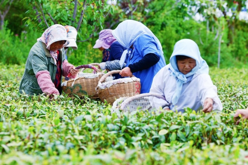 日照：茶園綠浪涌 指尖采摘忙